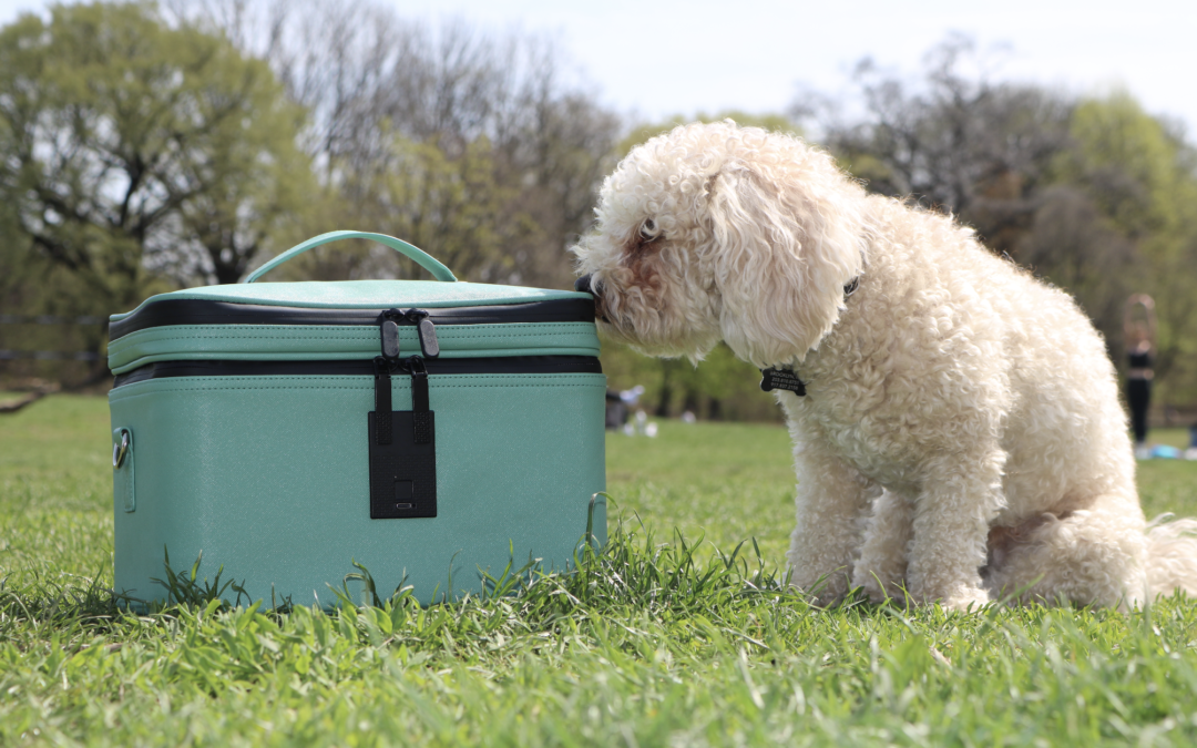 Safe Cannabis Storage at Home: What Pet Parents Need to Know 